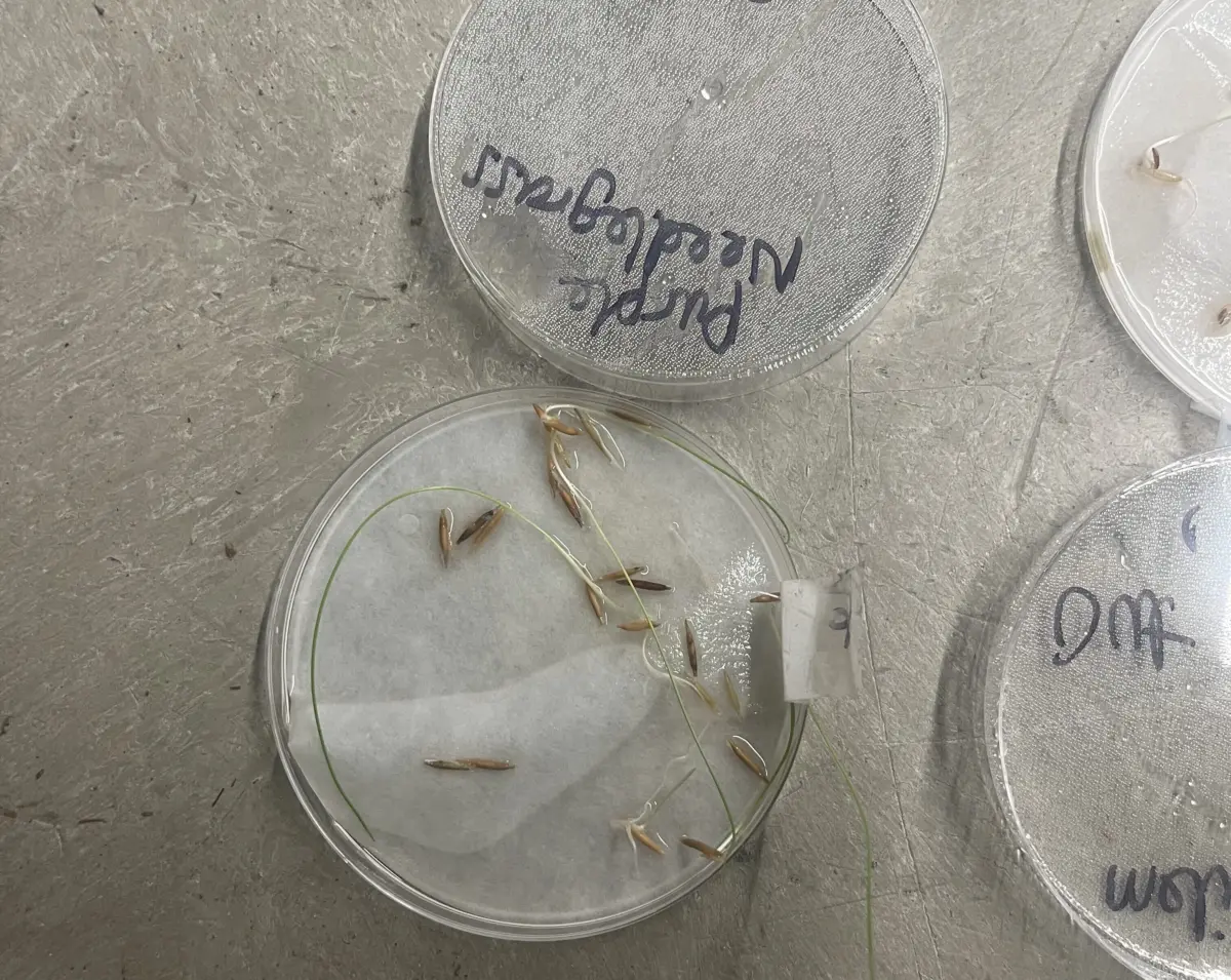 Fountain grass sample