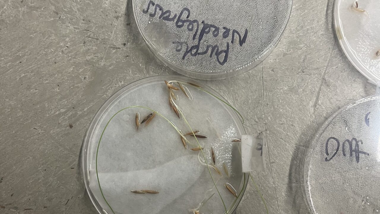 Fountain grass sample