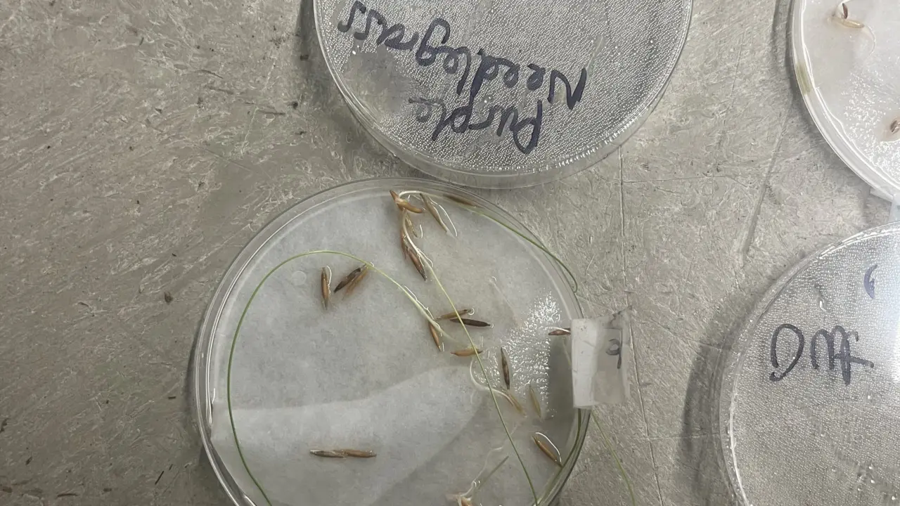 Fountain grass sample