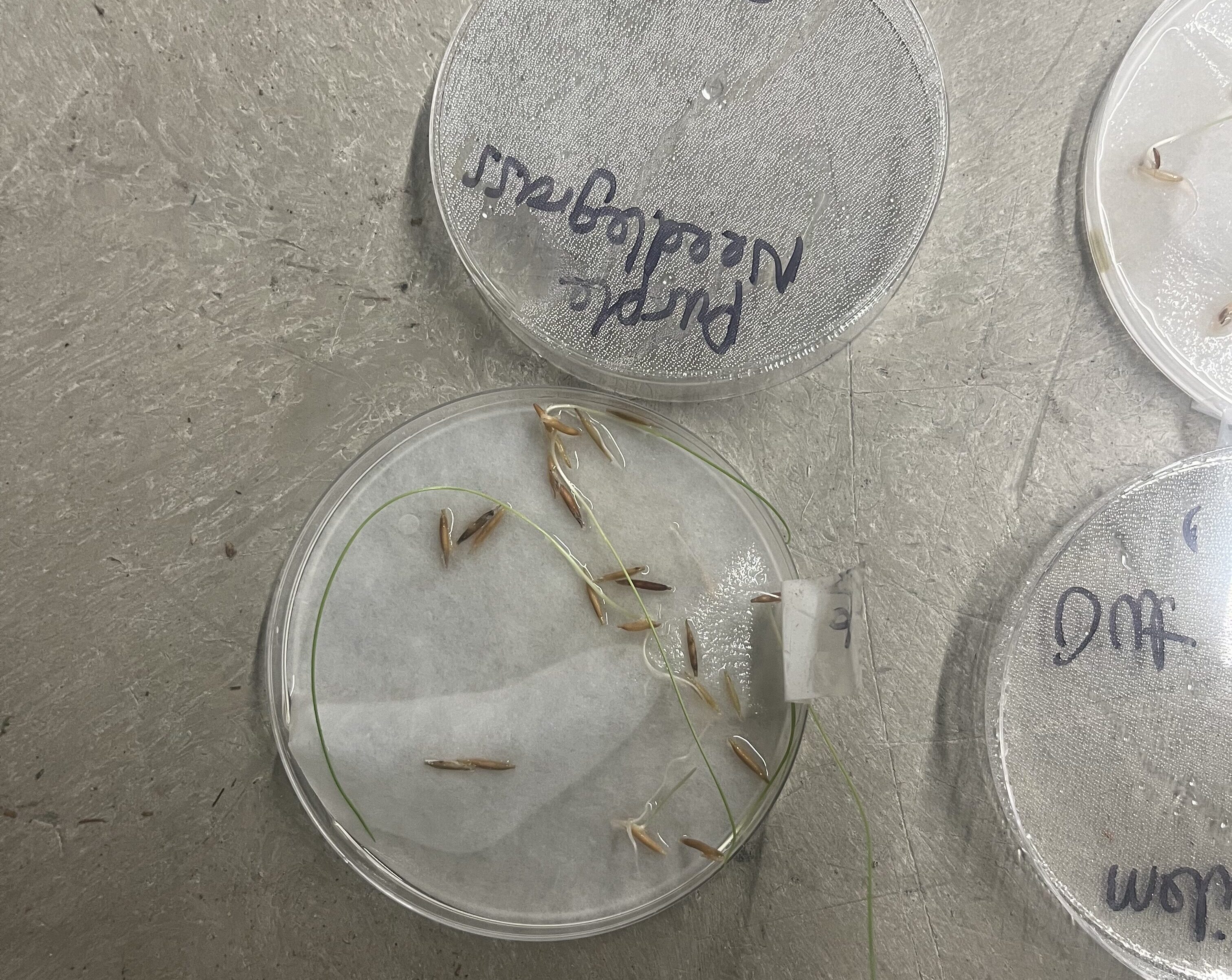 Fountain grass sample