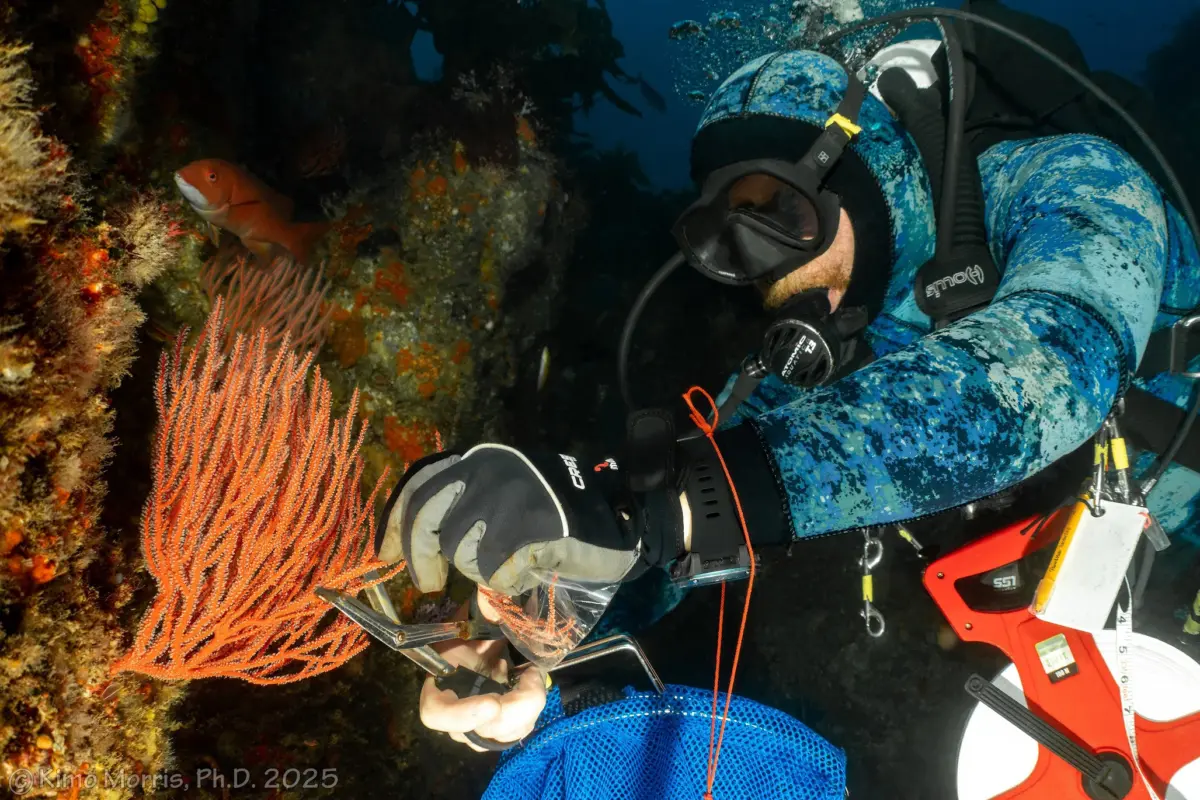 A scuba diver takes notes on a slate beside an orange gorgonian coral on a rocky reef wall.