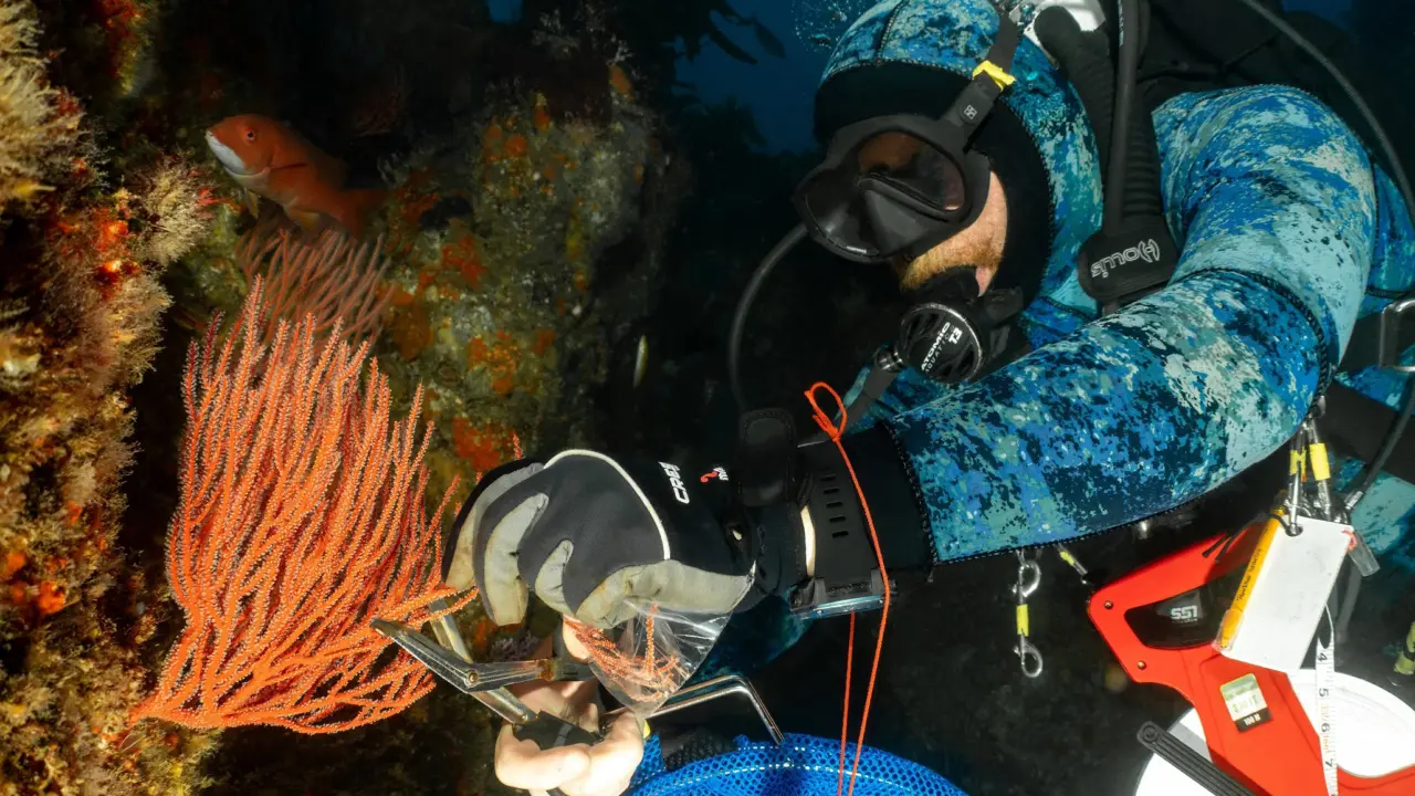 A scuba diver takes notes on a slate beside an orange gorgonian coral on a rocky reef wall.