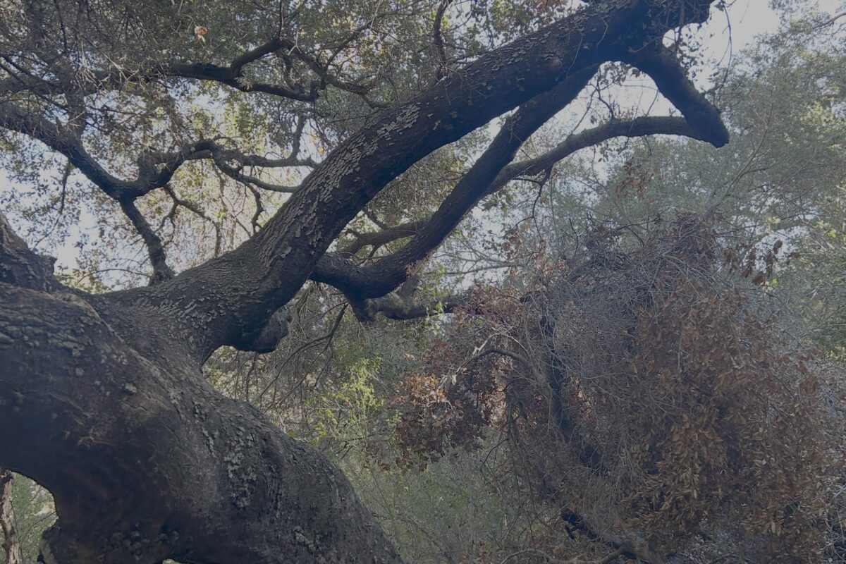 Coast Live Oak branch