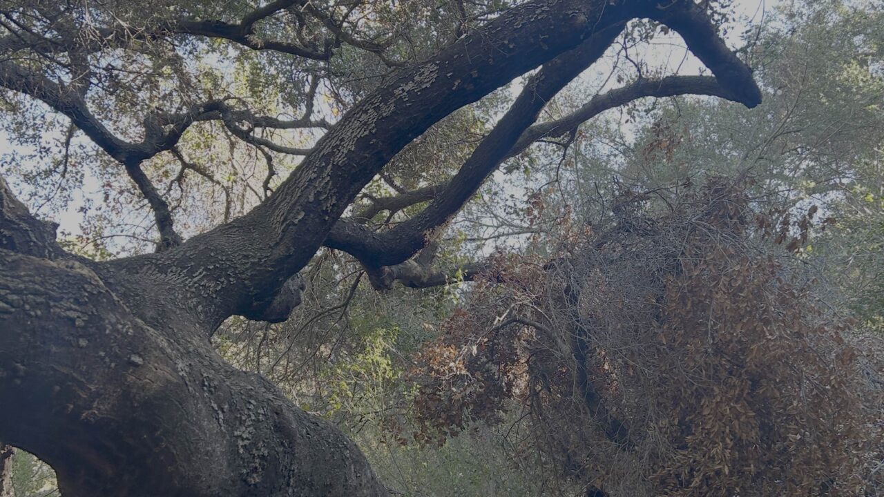 Coast Live Oak branch