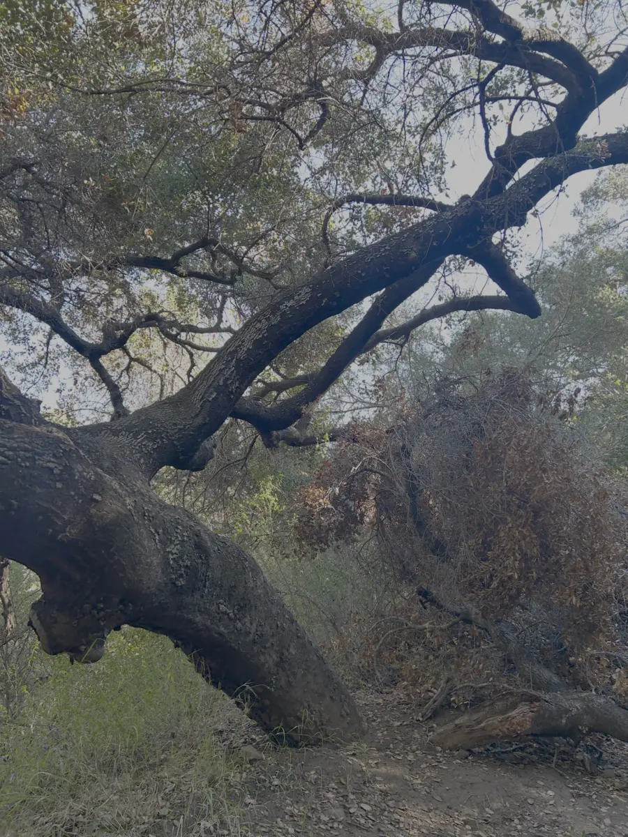 Coast Live Oak branch