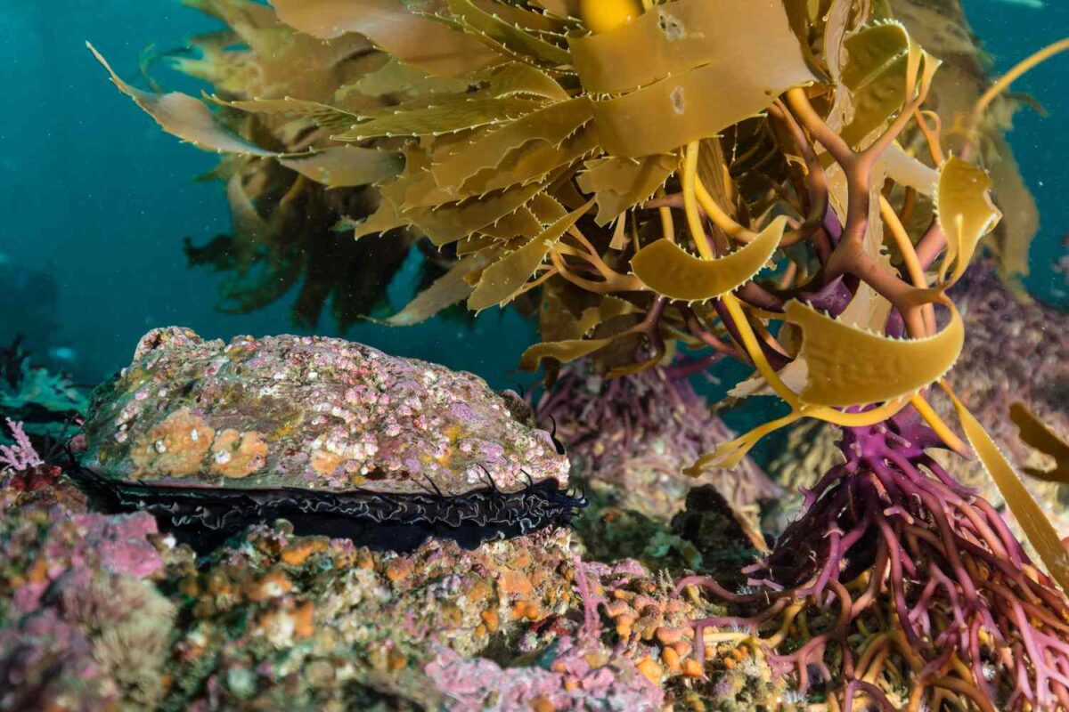 California crustose coralline algae