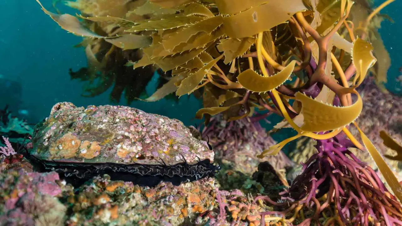 California crustose coralline algae