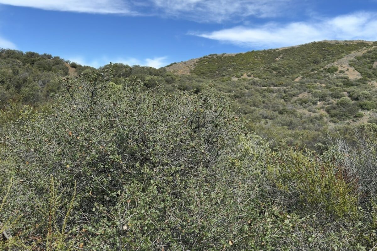 California scrub oak