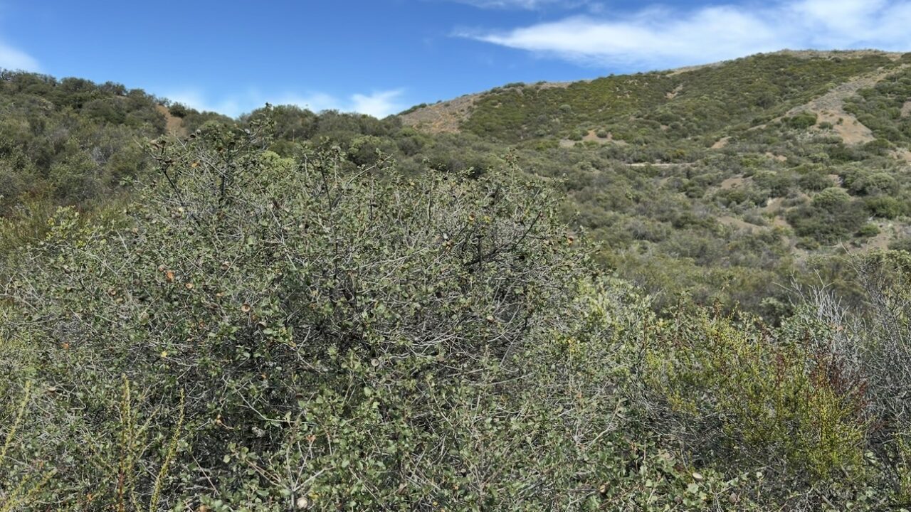 California scrub oak
