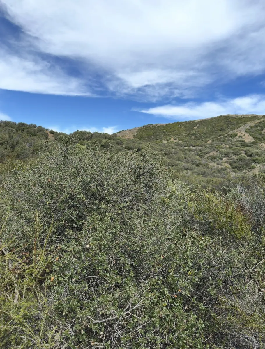 California scrub oak