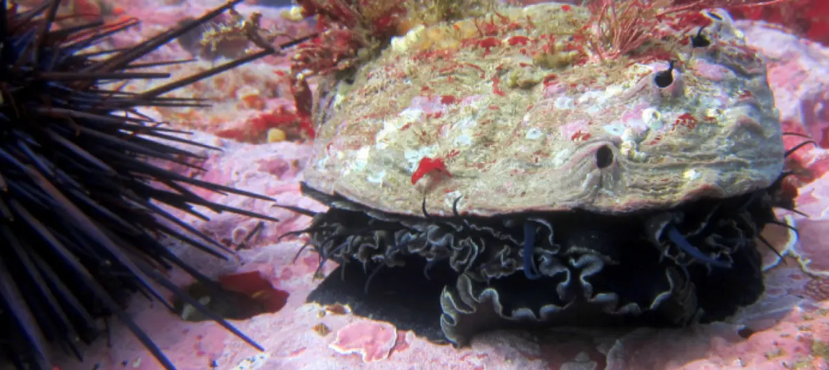 Crustose coralline algae