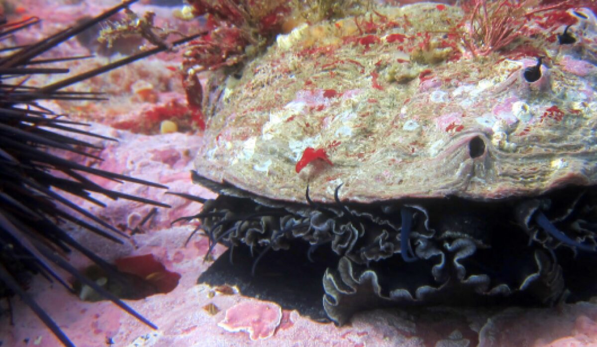 Crustose coralline algae