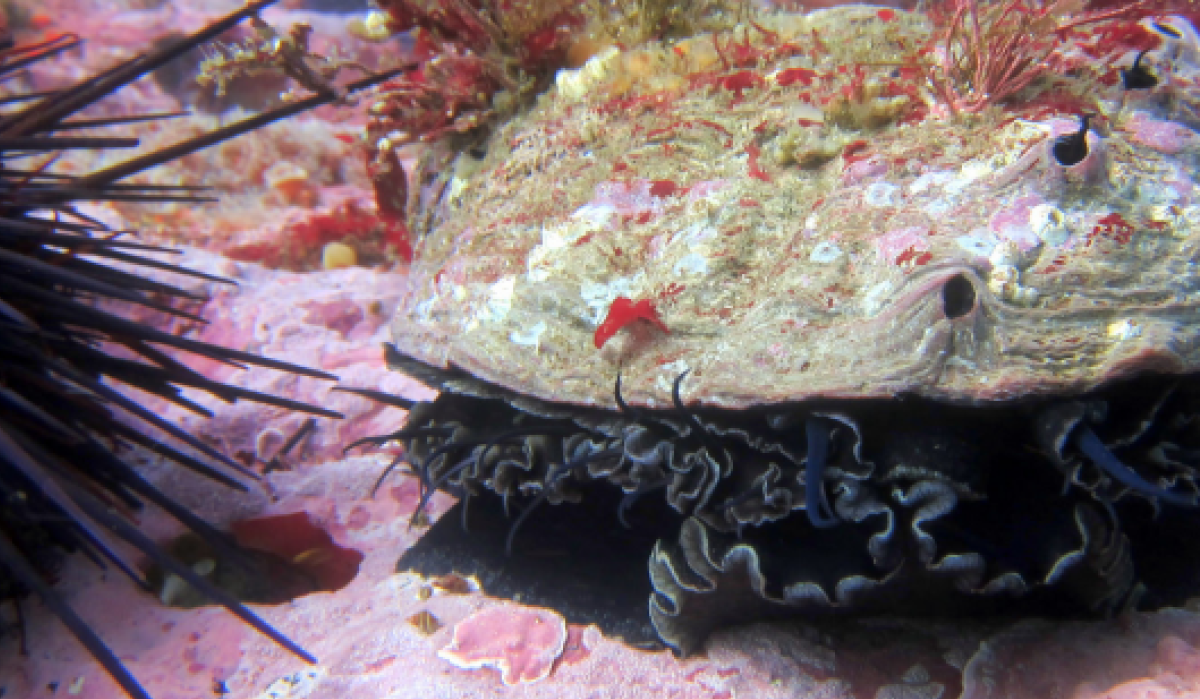 Crustose coralline algae