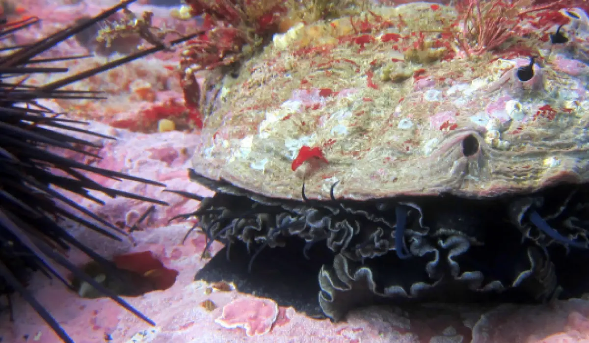 Crustose coralline algae