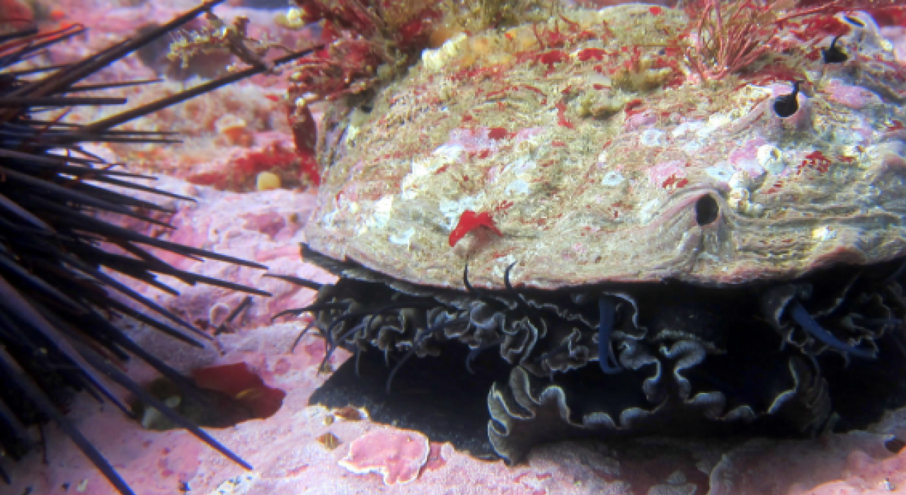 Crustose coralline algae