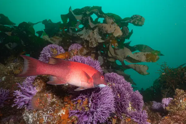 Cold-water coral habitat with fish.