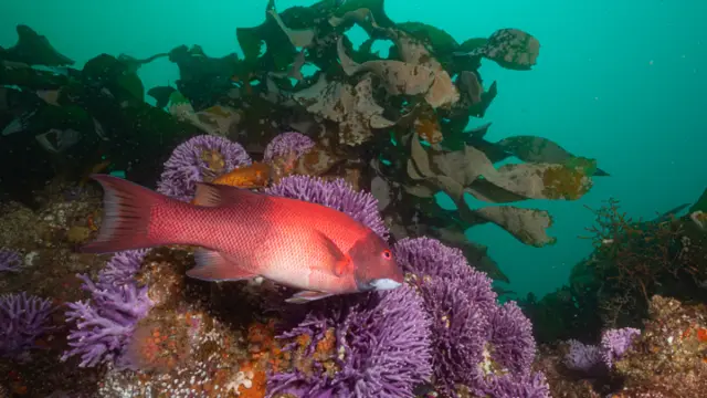 Cold-water coral habitat with fish.