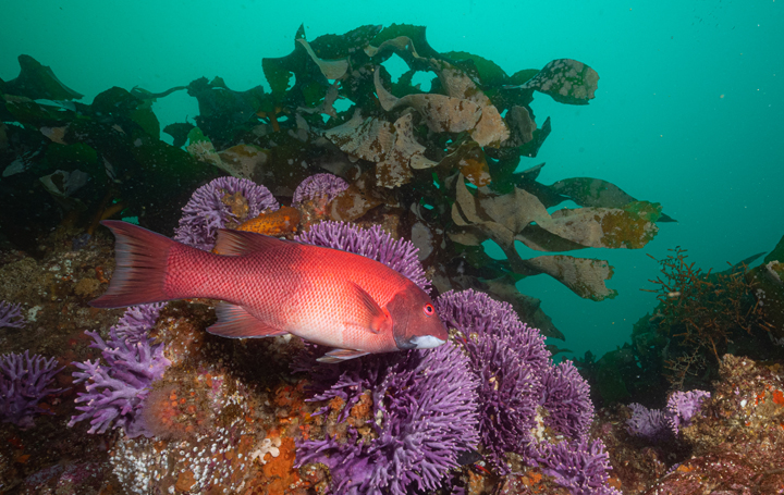 Cold-water coral habitat with fish.