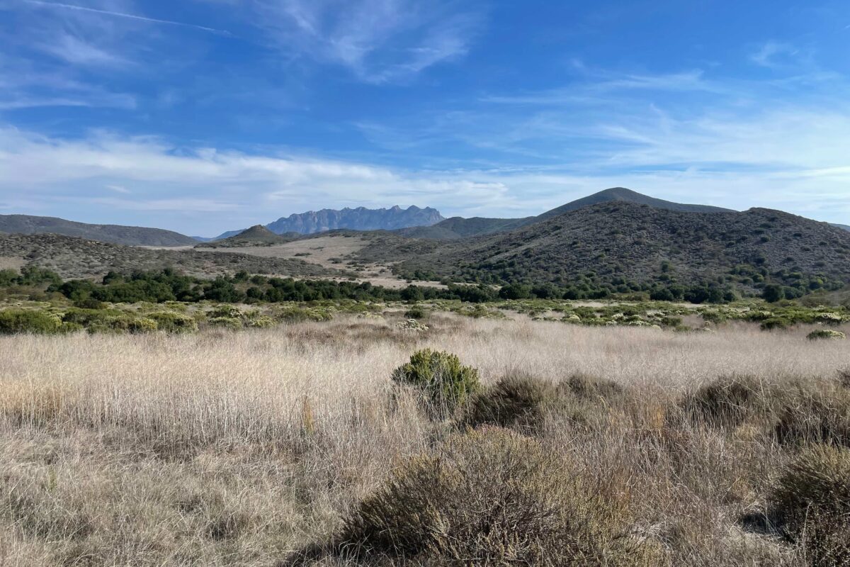Coyote Brush landscape