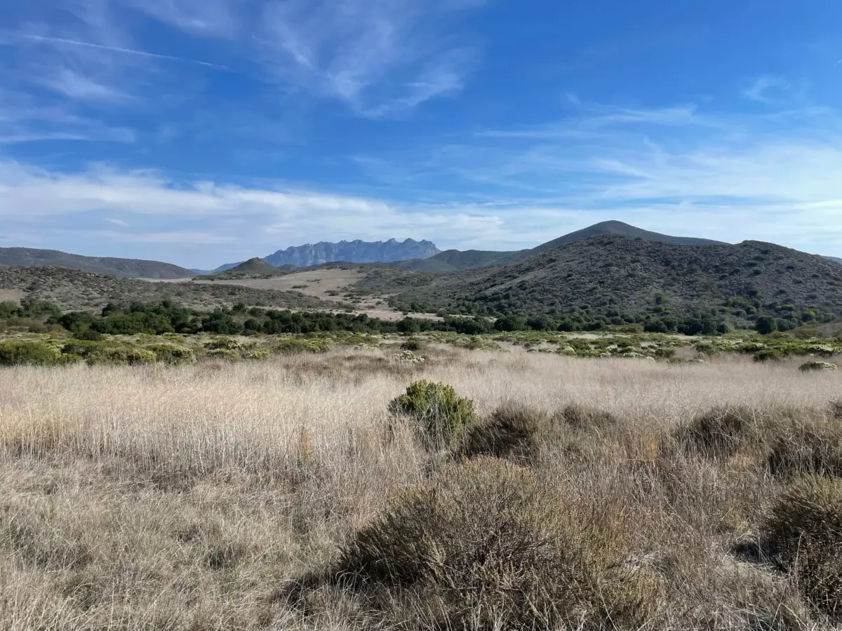 Coyote Brush landscape