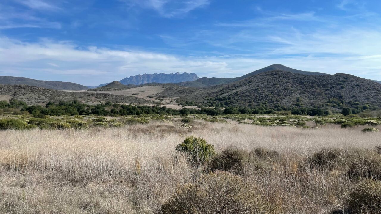 Coyote Brush landscape