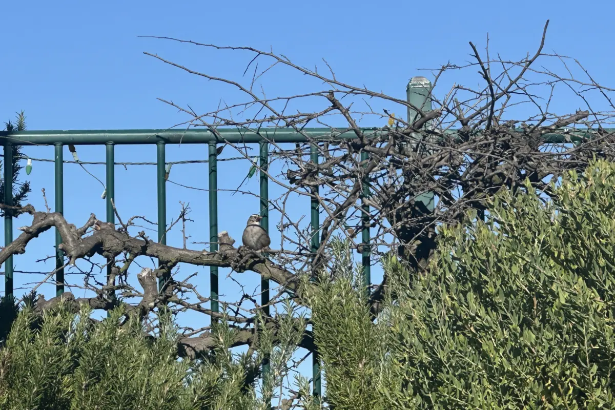 Bird on Branch