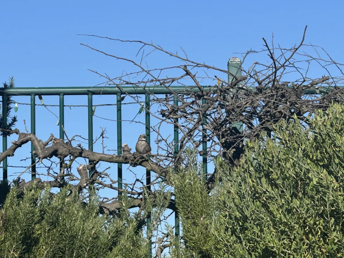 Bird on Branch