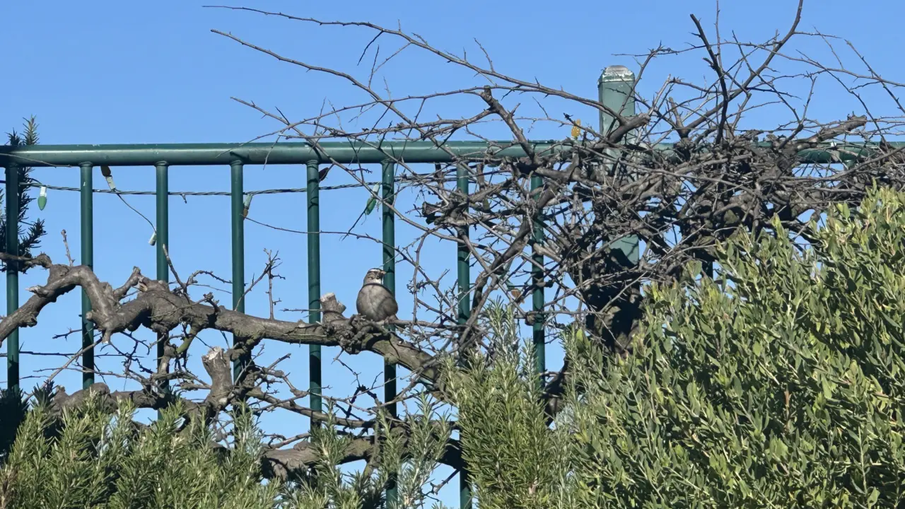 Bird on Branch