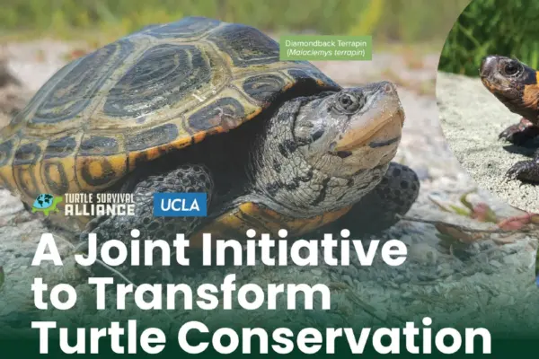 A diamondback terrapin on a rock, with text reading "A Joint Initiative to Transform Turtle Conservation" and Turtle Survival Alliance and UCLA logos.
