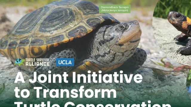 La Kretz Center Partners with Turtle Survival Alliance on Joint Initiative to Transform Turtle Conservation