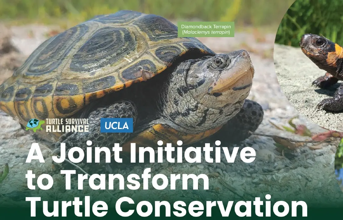 The Atlas of Turtle Genomes for Conservation