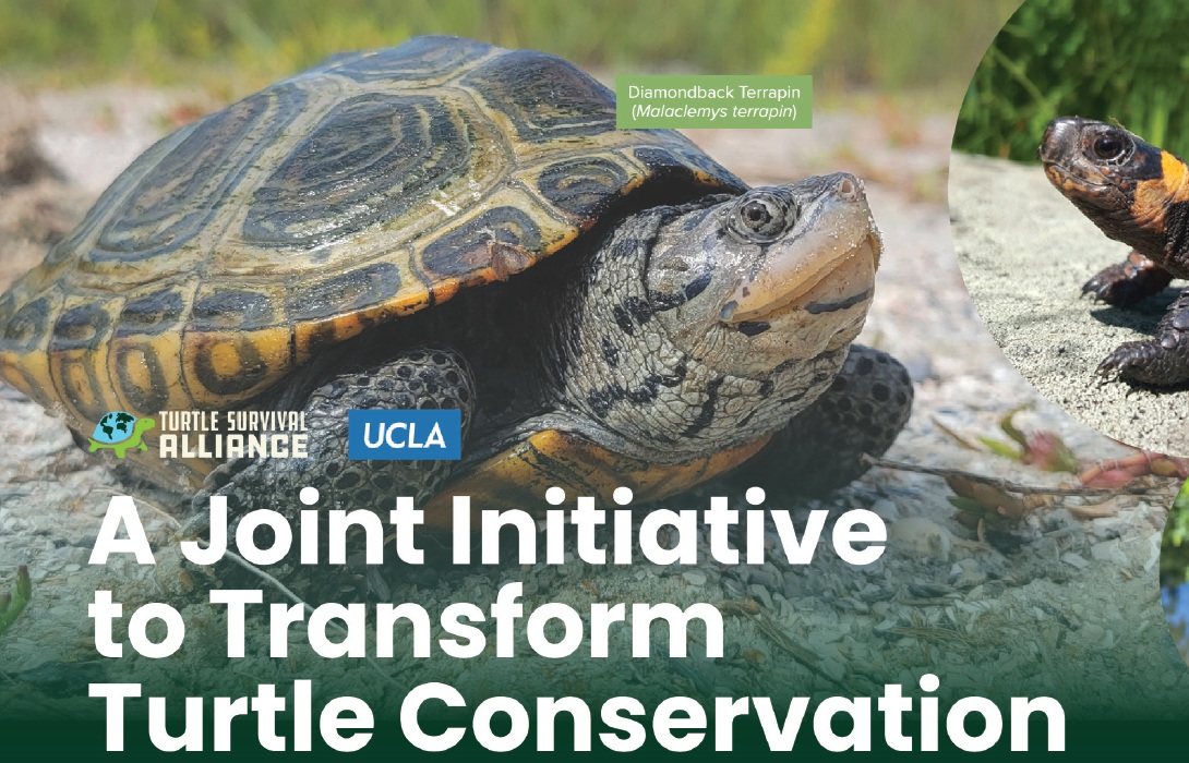 La Kretz Center Partners with Turtle Survival Alliance on Joint Initiative to Transform Turtle Conservation
