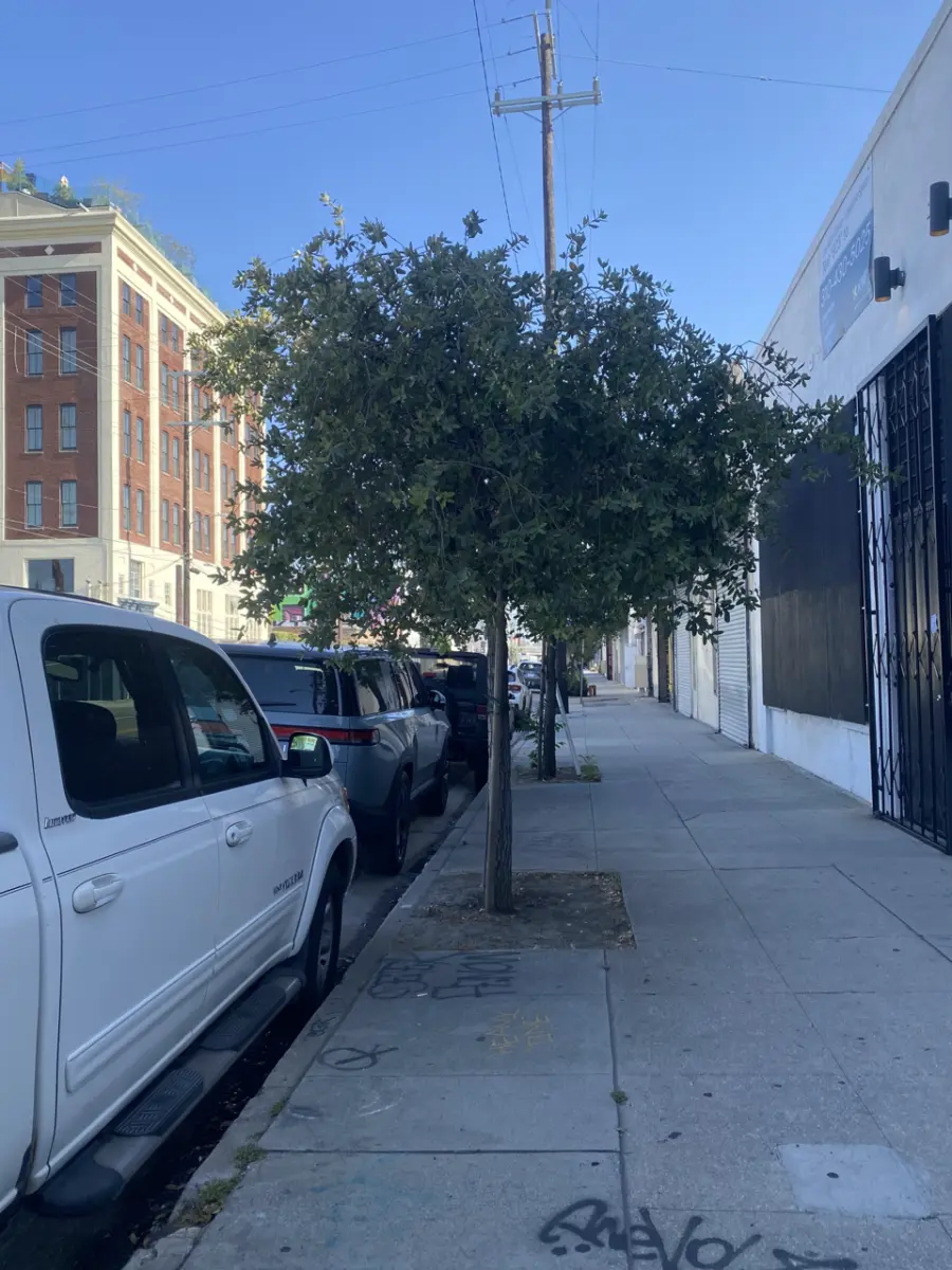 Oak tree in urban Environement.