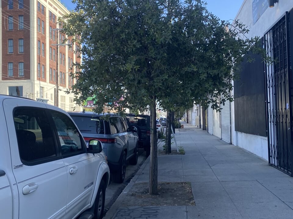 Oak tree in urban Environement.