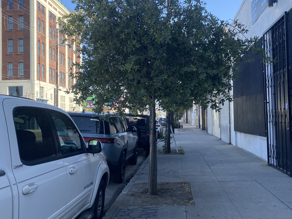 Oak tree in urban Environement.