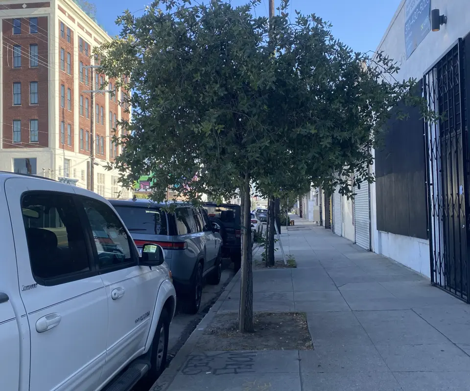 Oak tree in urban Environement.