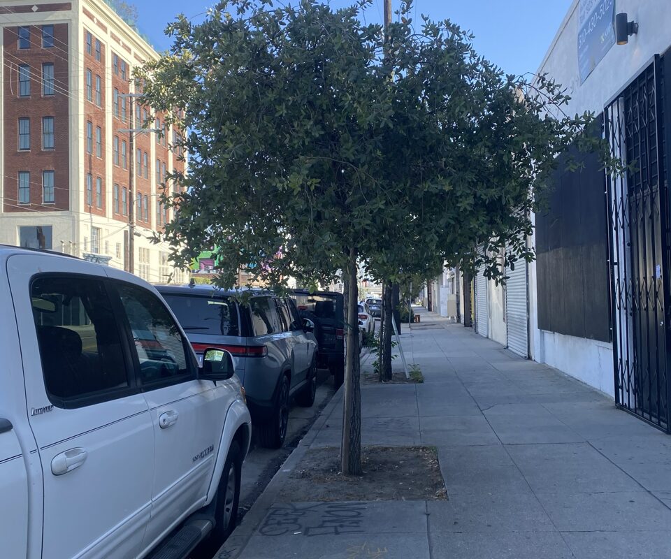 Oak tree in urban Environement.