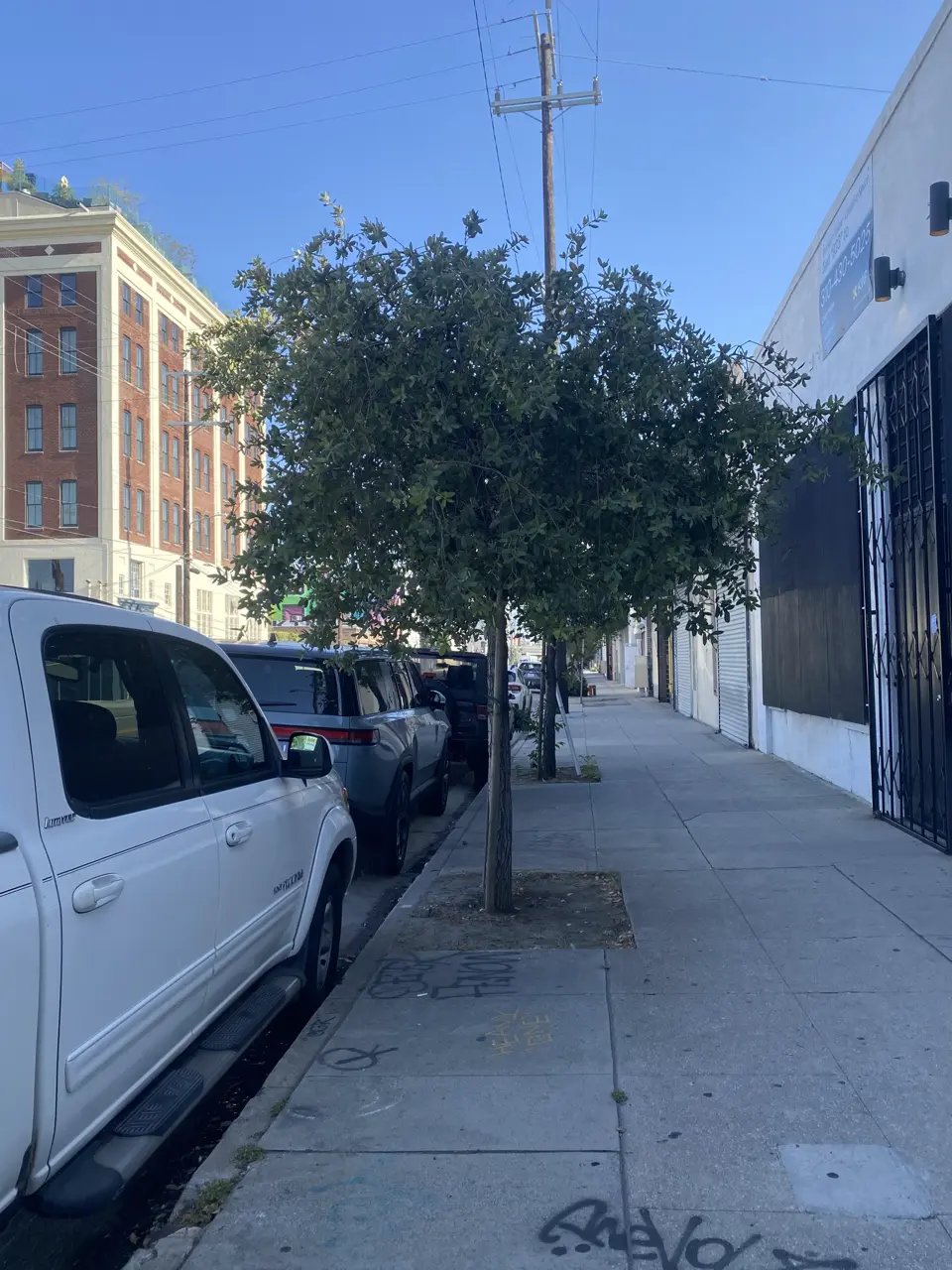 Oak tree in urban Environement.
