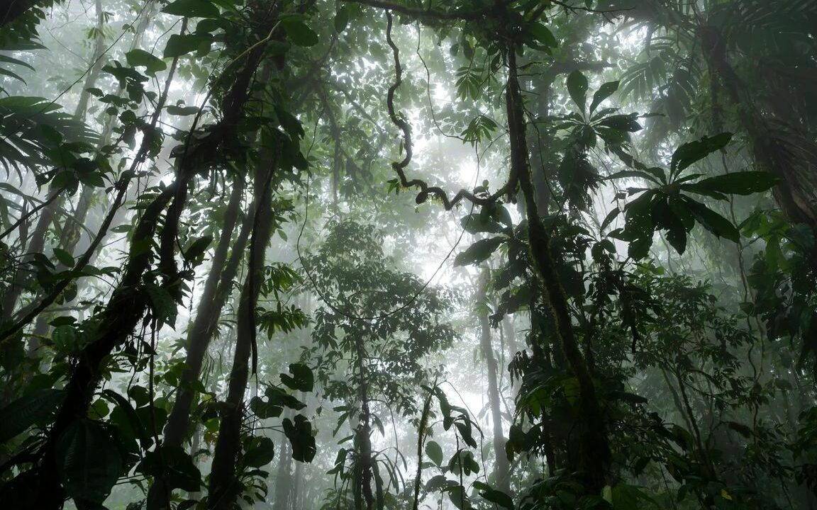 Rainforest