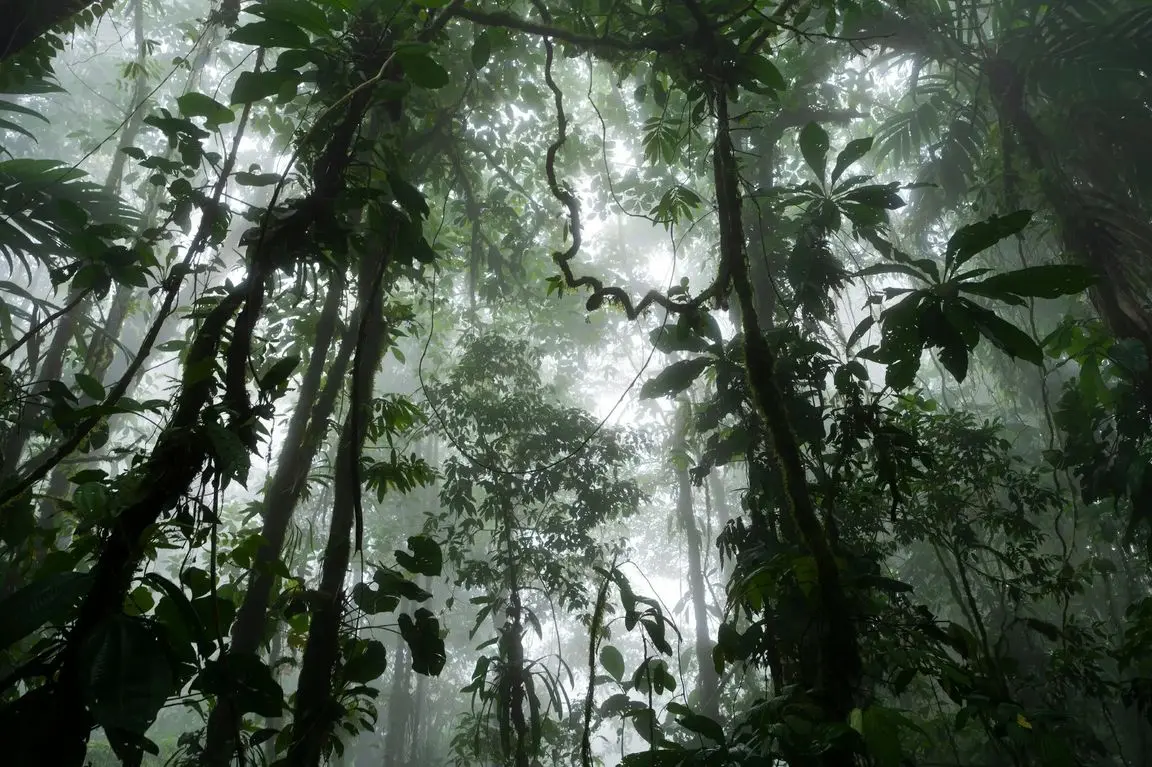 Rainforest