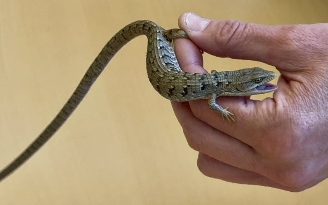 Southern alligator lizard in hand.