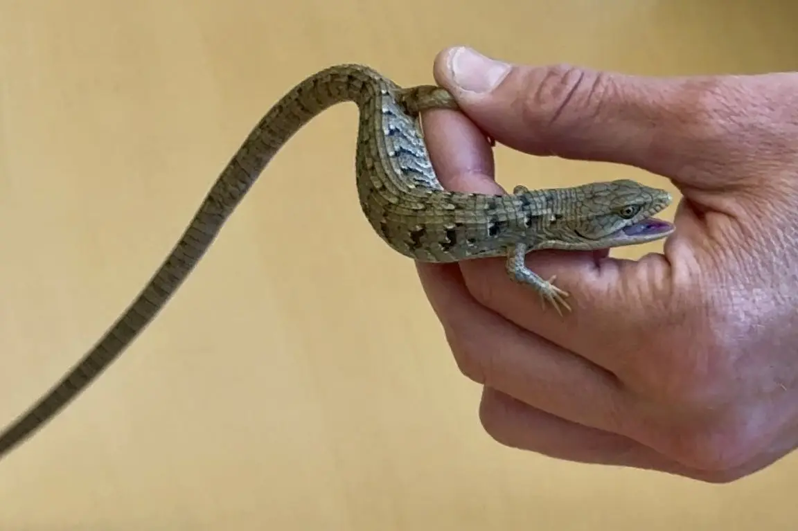 Southern alligator lizard in hand.