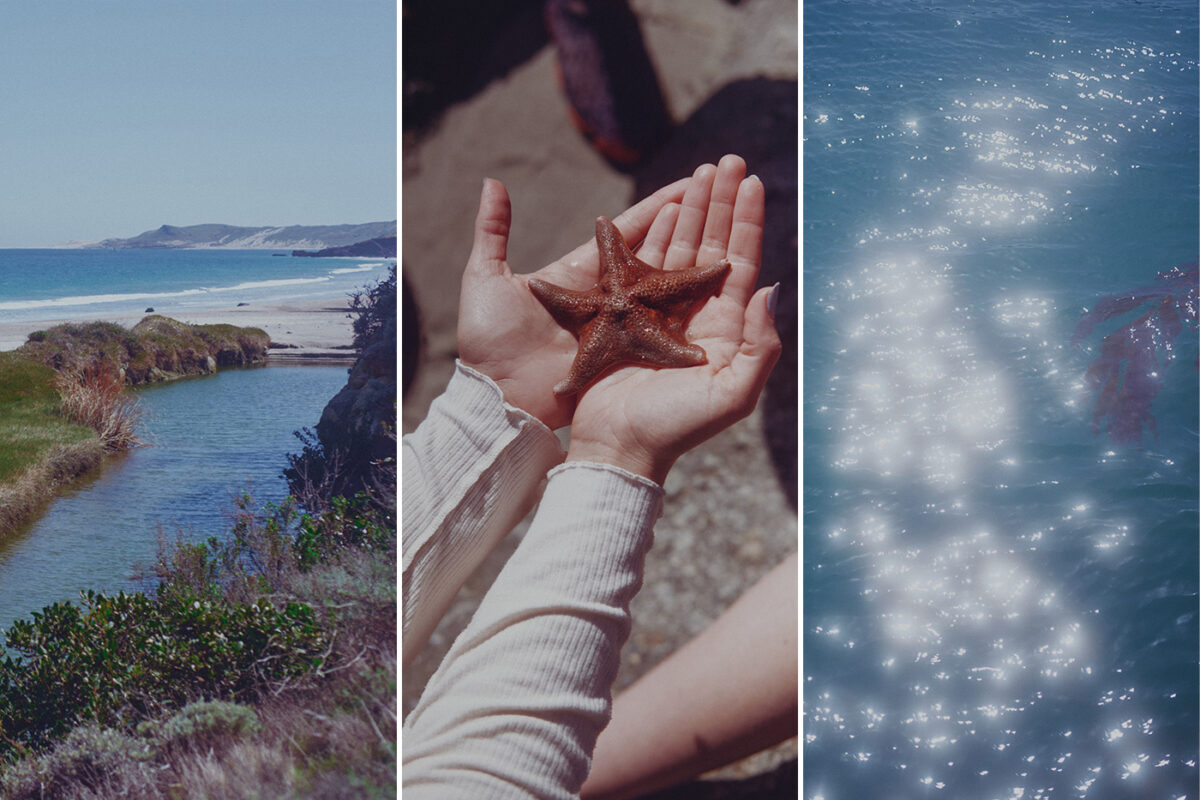 California’s Channel Islands are a unique ecosystem, home to hundreds of plants and animals found nowhere else. Anatoli Ulyanov (3)