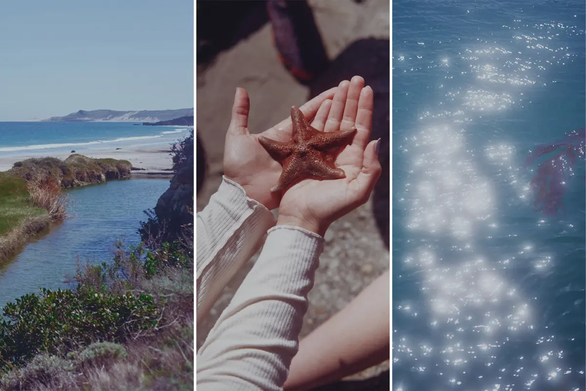 California’s Channel Islands are a unique ecosystem, home to hundreds of plants and animals found nowhere else. Anatoli Ulyanov (3)