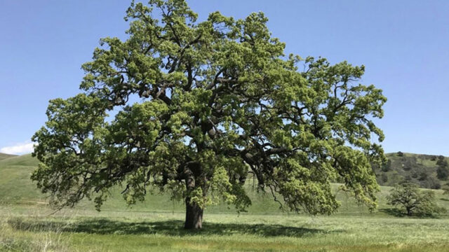 Oak Tree