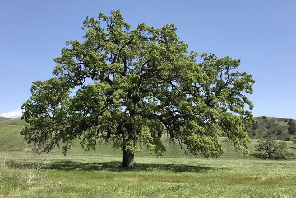 Oak Tree