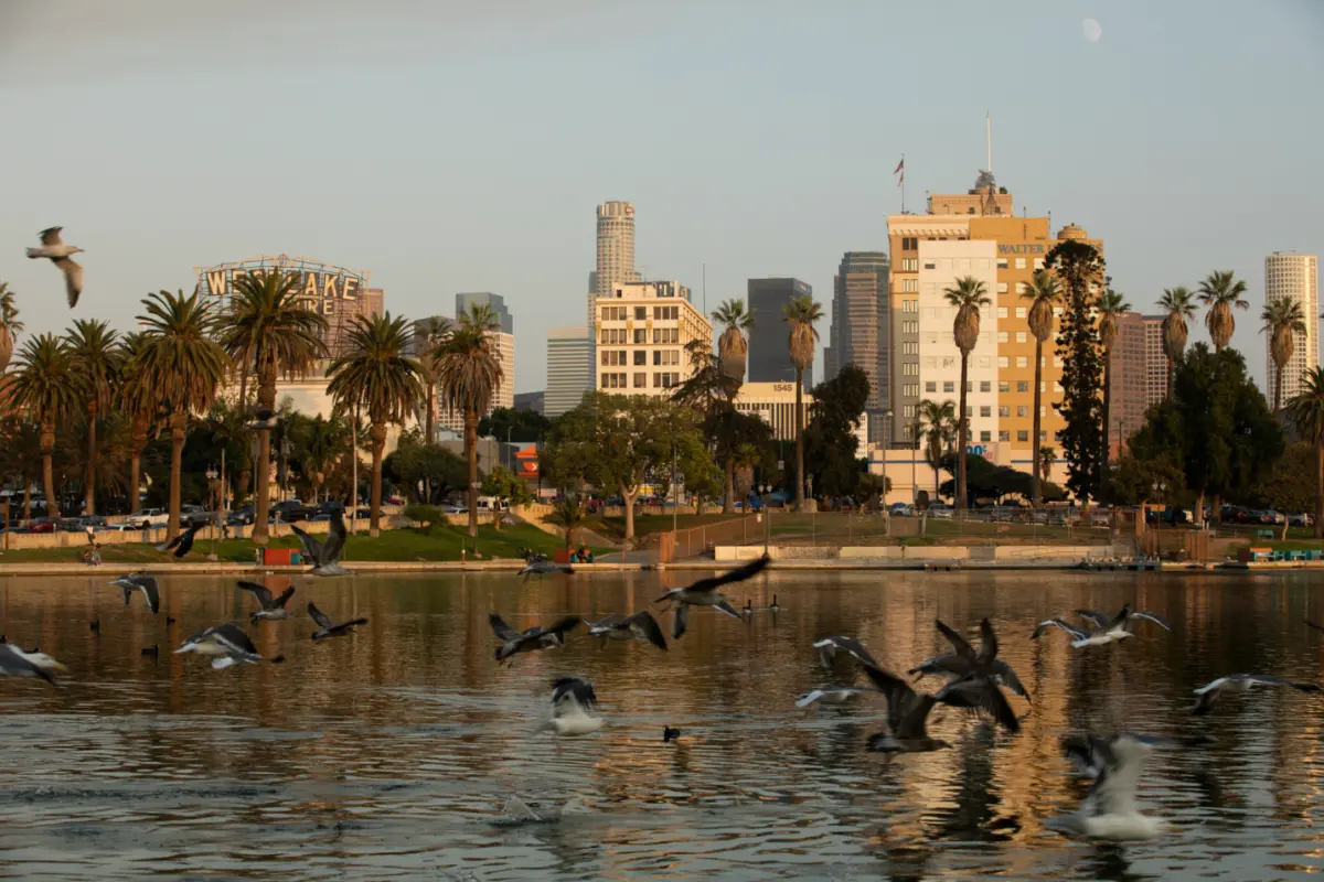 landscape image of Westlake Los Angeles with birds flying across the water