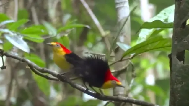 New York Times Highlights Bird Evolution Study Co-Authored by CTR and IOES Researchers