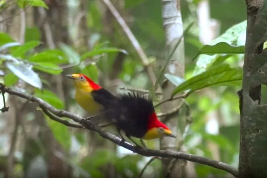 New York Times Highlights Bird Evolution Study Co-Authored by CTR and IOES Researchers
