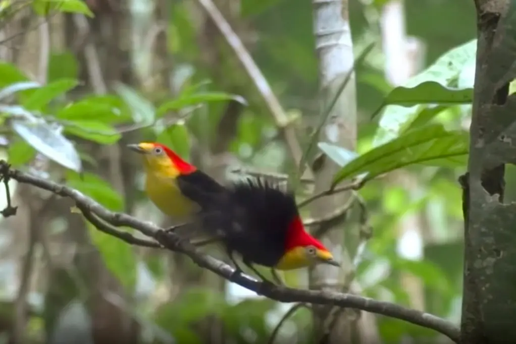 New York Times Highlights Bird Evolution Study Co-Authored by CTR and IOES Researchers
